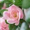 2 Pack 16 ft Spring Pink Rose Garland – Artificial Floral Vine for Wedding, Valentine’s, Mother’s Day, Home, Garden, Table & Party Decor